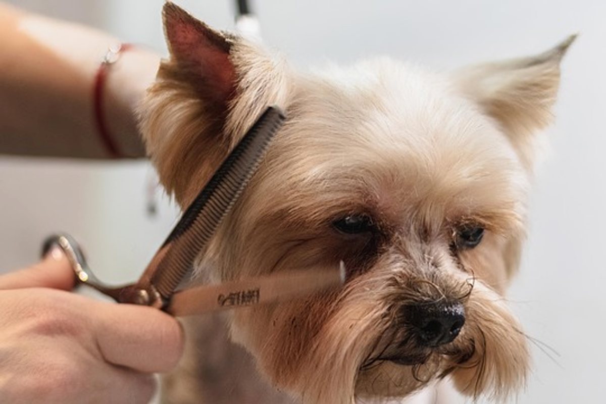 Pet Sitting and Dog Walking Services: What to Check