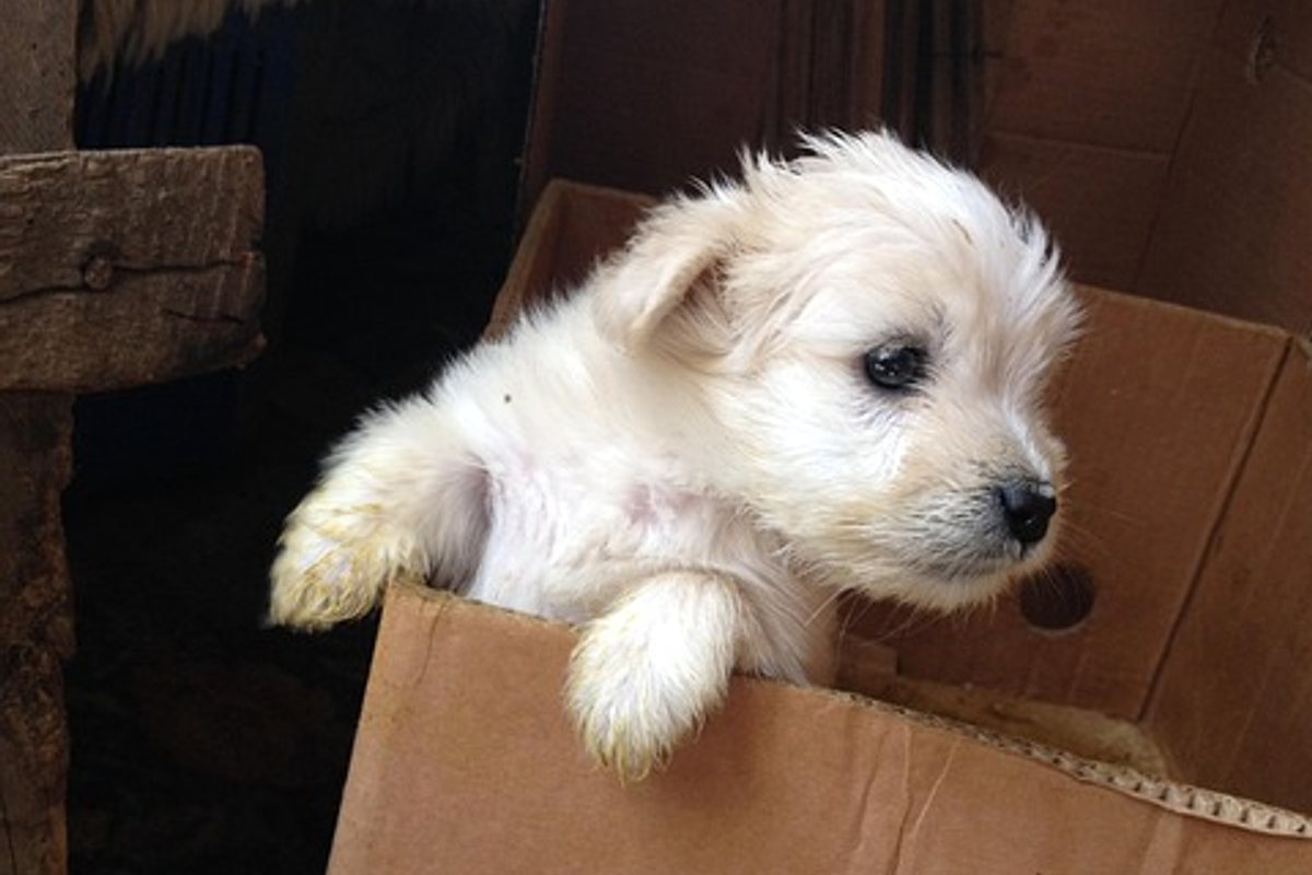Pet Autoship Programs: Savings, Controls, and Pitfalls
