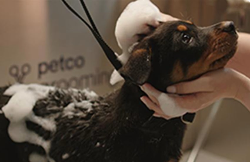 Petco